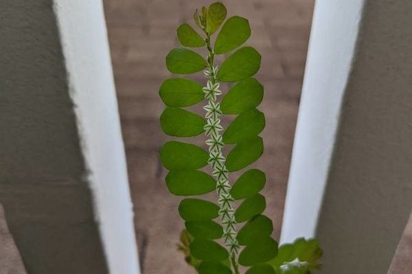 Long-stalk leaf-flower
