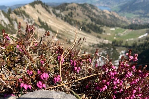 Mountain-heath