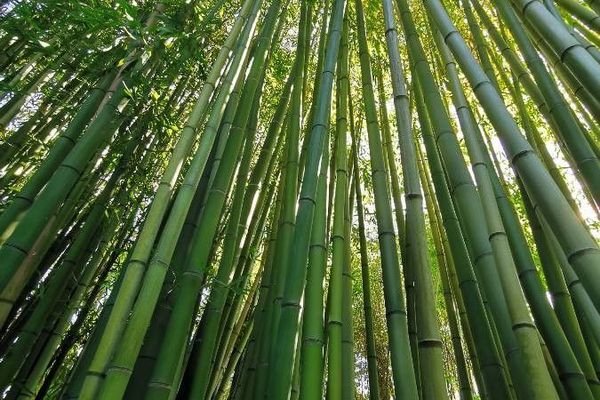 Castillon bamboo
