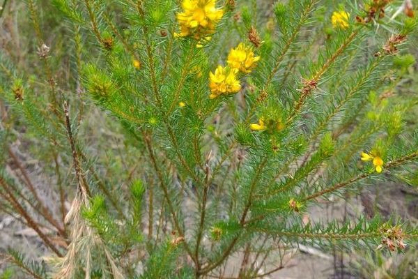 Heath phyllota