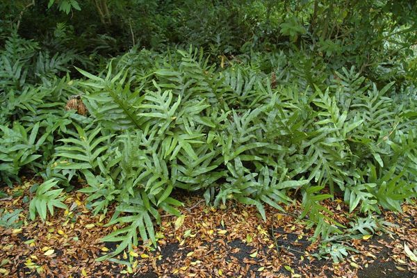 Monarch fern