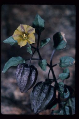 Yellow nightshade groundcherry