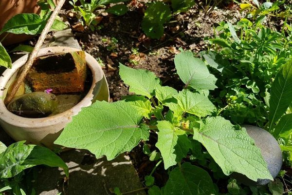 Clammy ground-cherry