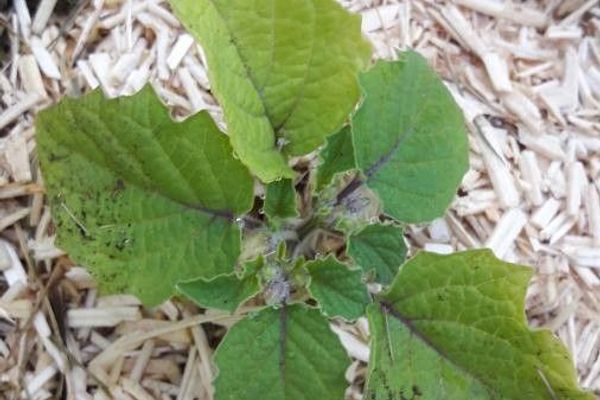 Ground-cherry
