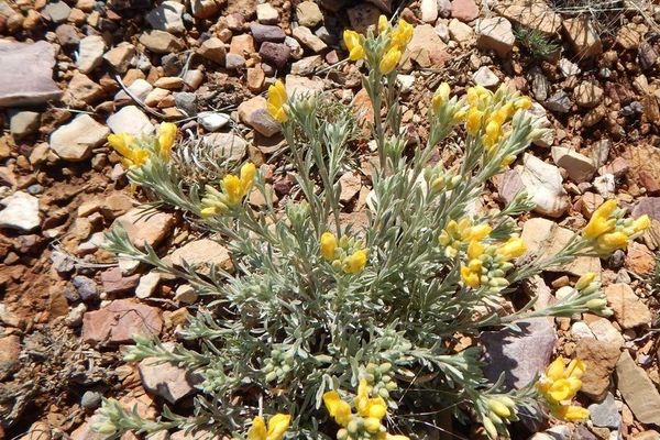 Fendler's bladderpod