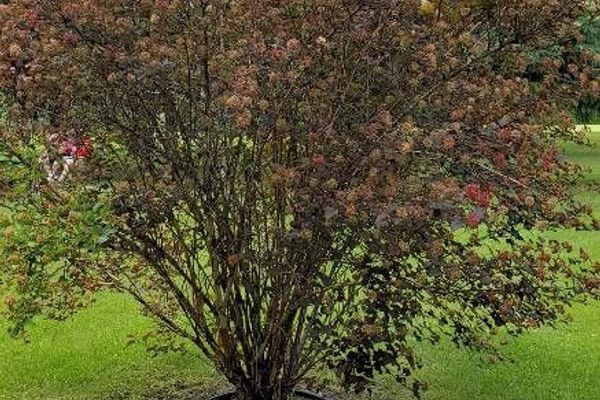 Pacific ninebark