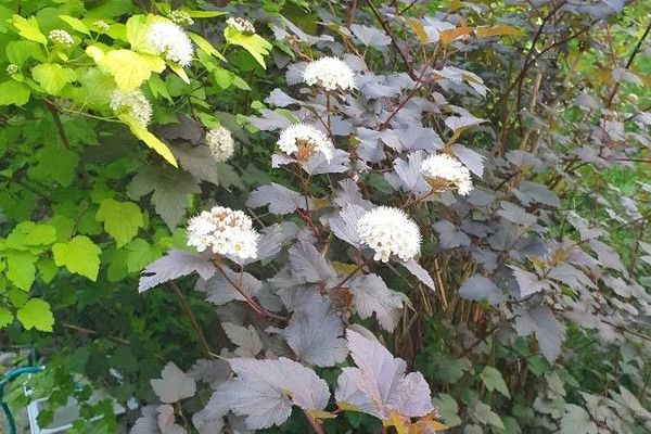 Ninebark