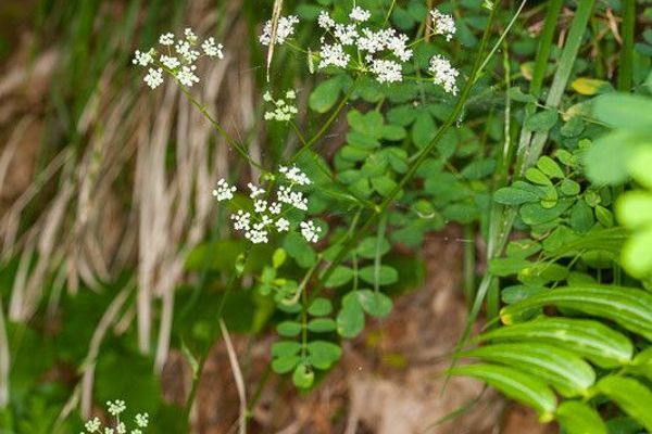 Bladderseed