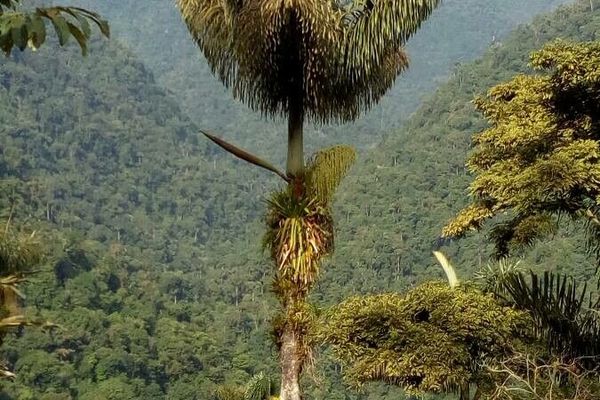 Ivory palm