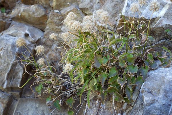 Phyteuma charmelii
