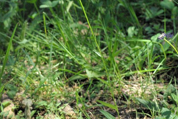 Round-headed rampion