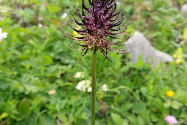 Dark rampion