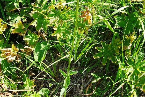 Spiked rampion