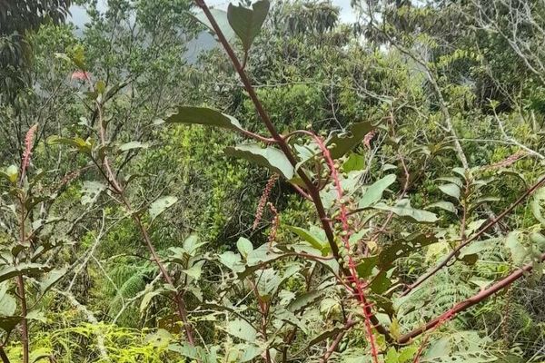 Venezuelan pokeweed