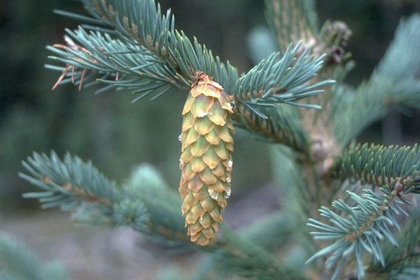 Mountain spruce