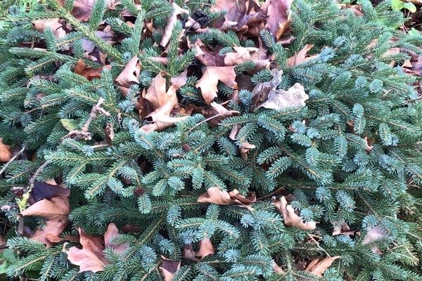 Hybrid spruce