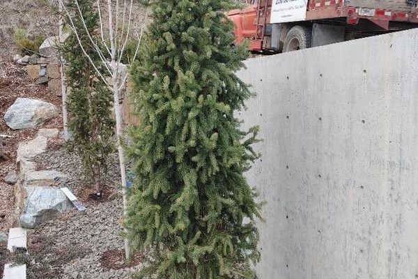Black spruce