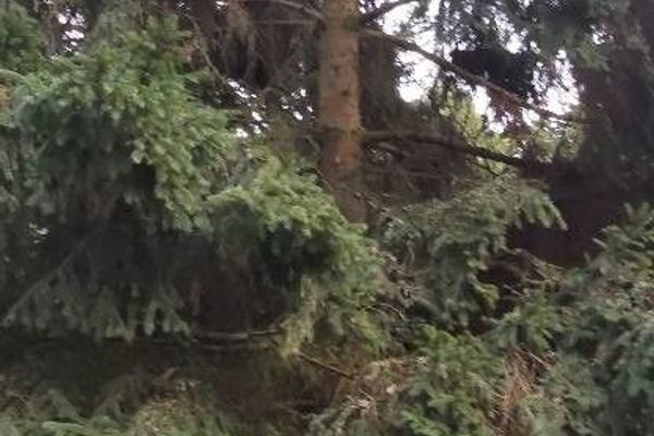 Siberian spruce