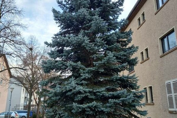 Colorado blue spruce