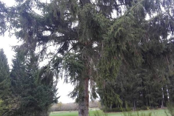 Red spruce