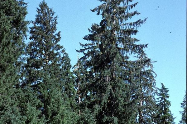 Sitka spruce