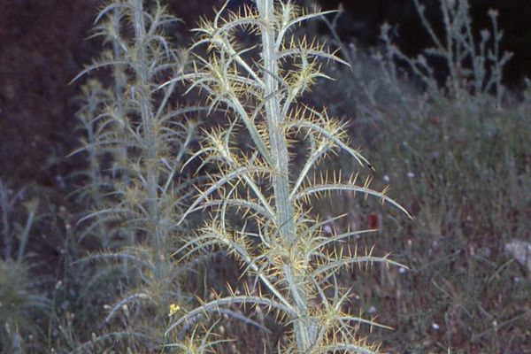 Soldier thistle
