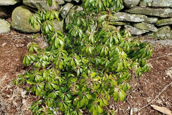Japanese pieris