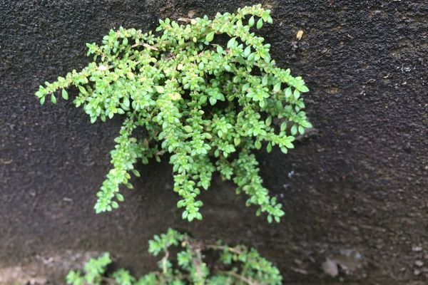 Artillery-plant