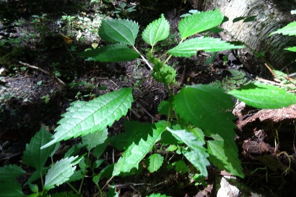 Clearweed