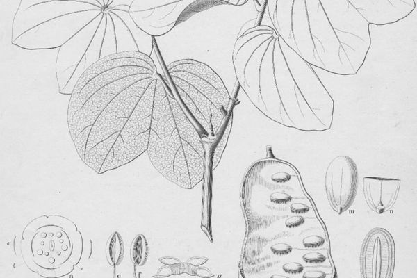 Piliostigma reticulatum