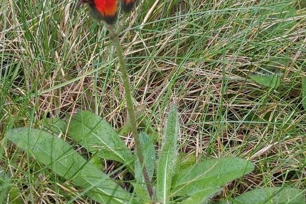 Fox-and-cubs