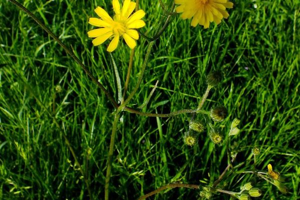 Yellow fox-and-cubs