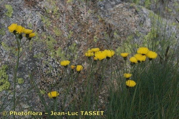 Pilosella corymbuloides