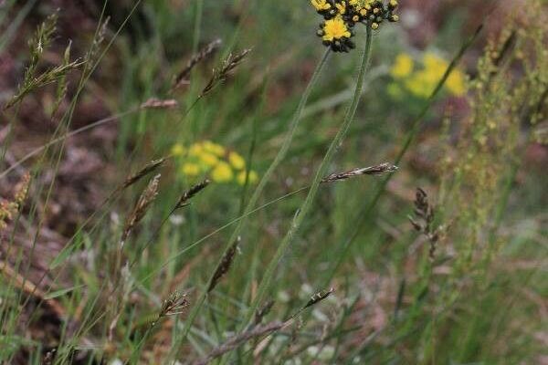 Pilosella cymosa