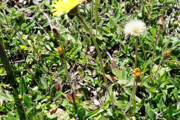Glaucous fox-and-cubs