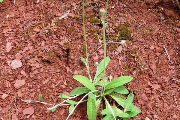 Mouse-ear hawkweed