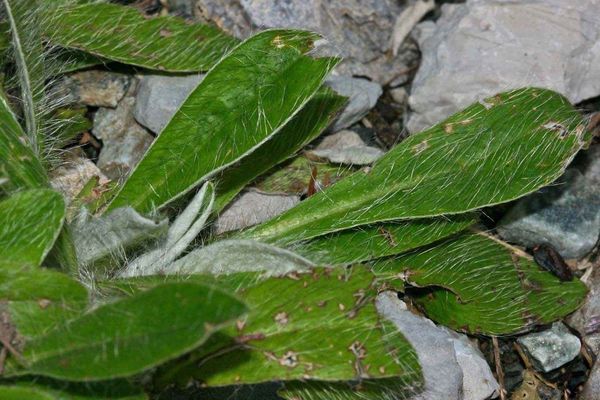 Shaggy mouse-ear-hawkweed