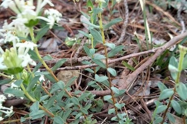 Pimelea humilis