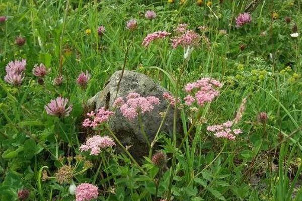 Greater burnet-saxifrage
