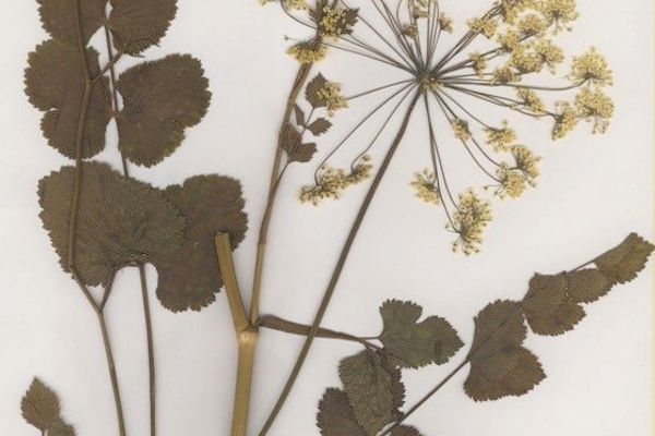 Southern burnet saxifrage