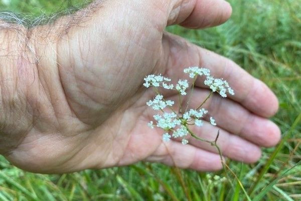 Burnet-saxifrage