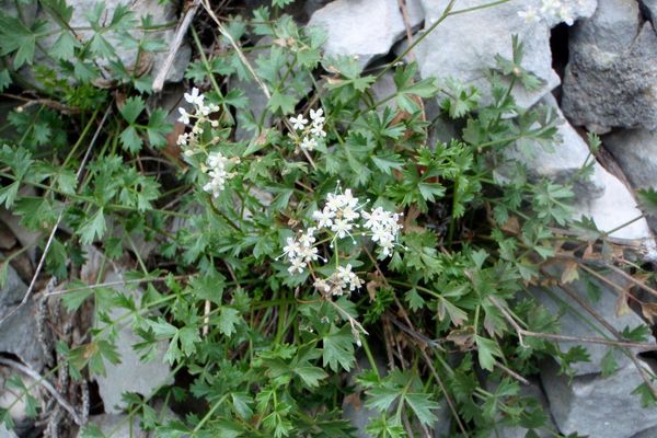 Pimpinella tragium