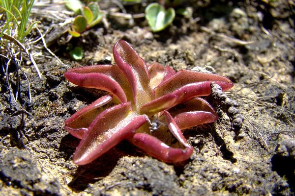 Alpine butterwort