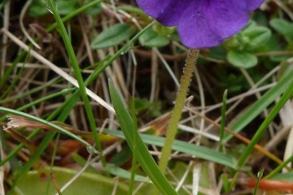 Large-flowered butterwort
