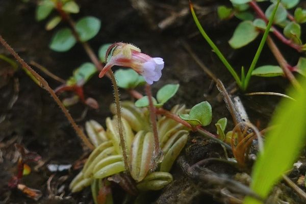 Pale butterwort