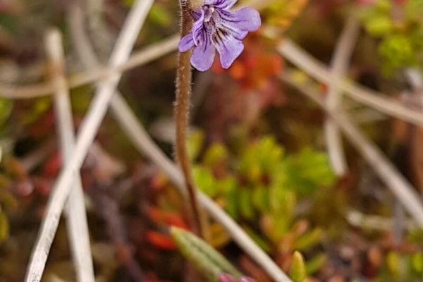 Hairy butterwort