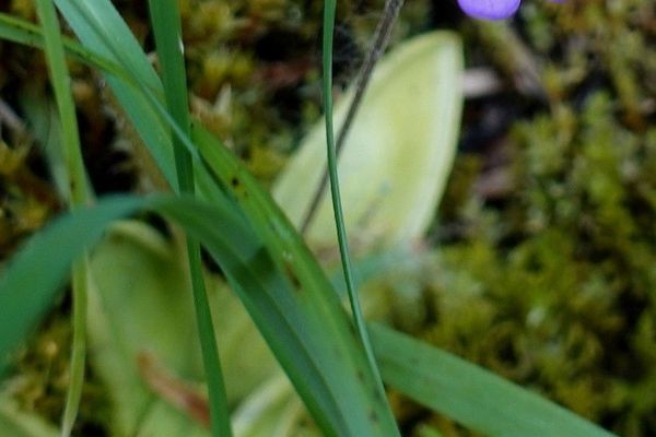 Common butterwort