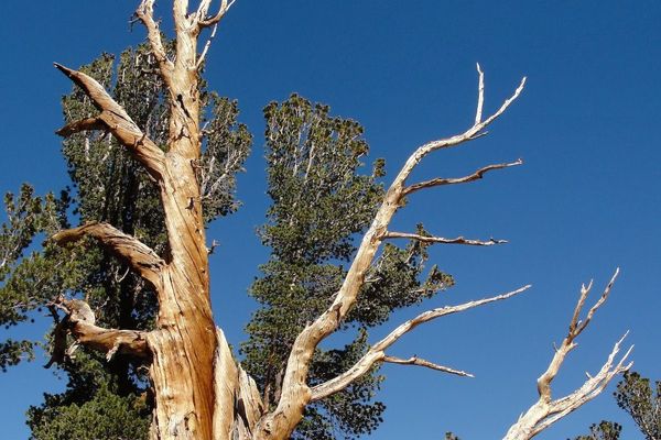 Alpine whitebark pine