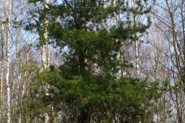 Jack pine