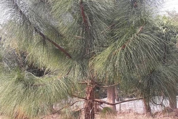 Canary island pine